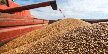 Wheat Producers Face Profitability Crisis as Prices Plummet