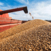 Wheat Producers Face Profitability Crisis as Prices Plummet
