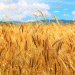 Euronext Wheat Futures Plummet as Russian Competition and Adverse Weather Impact European Harvests