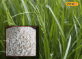 The Resurgence of Kodo Millet: A Quick and Profitable Crop for Modern Farmers