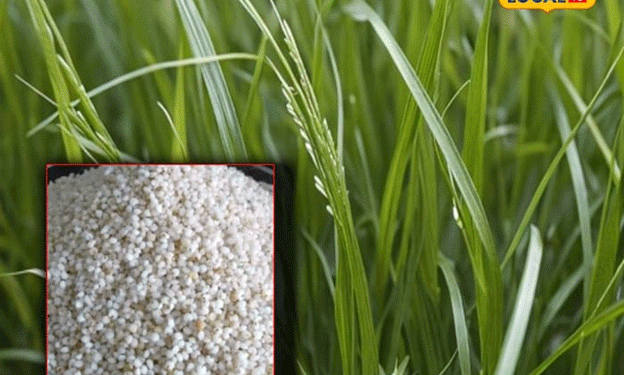 The Resurgence of Kodo Millet: A Quick and Profitable Crop for Modern Farmers