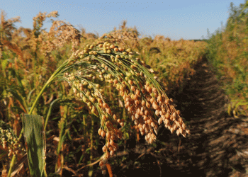 Disillusionment Post-International Year of Millets: Why Farmers Are Shifting Away from Coarse Grains