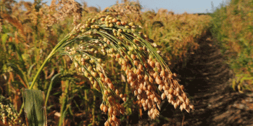 Disillusionment Post-International Year of Millets: Why Farmers Are Shifting Away from Coarse Grains