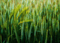 Russian Wheat Export Prices Continue to Decline in July