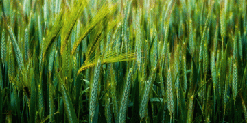 Russian Wheat Export Prices Continue to Decline in July