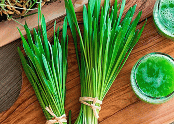 Barley Grass Market Set for Exponential Growth from 2024 to 2031