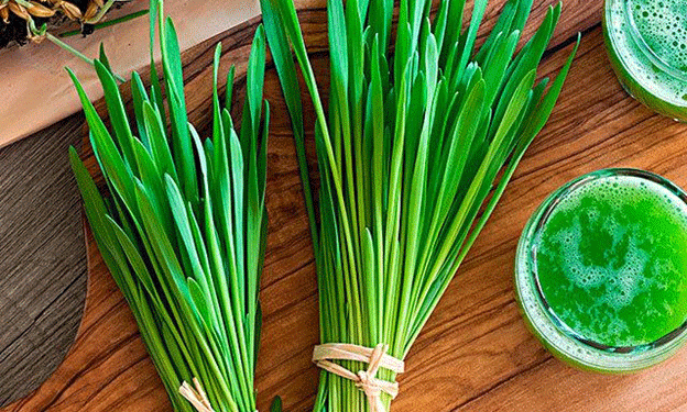 Barley Grass Market Set for Exponential Growth from 2024 to 2031