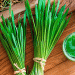 Barley Grass Market Set for Exponential Growth from 2024 to 2031
