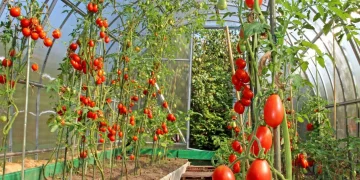 Maximizing Greenhouse Tomato Production: Techniques for Managing Tall Varieties