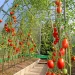 Maximizing Greenhouse Tomato Production: Techniques for Managing Tall Varieties