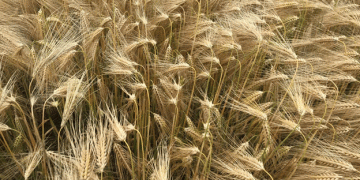 Record-Breaking Yields: Winter Barley Achieves 4.8t/ac in Co. Down