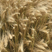 Record-Breaking Yields: Winter Barley Achieves 4.8t/ac in Co. Down