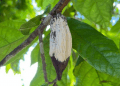 New Sweet Potato Trends: South African Quality Over Quantity