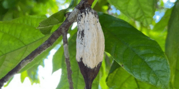 New Sweet Potato Trends: South African Quality Over Quantity