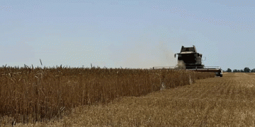 Impressive Wheat Harvest in Krasnodar Reaches Nearly 45,000 Tons