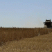 Impressive Wheat Harvest in Krasnodar Reaches Nearly 45,000 Tons