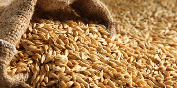 Kursk Region’s Grain Exports Surge in First Half of 2024