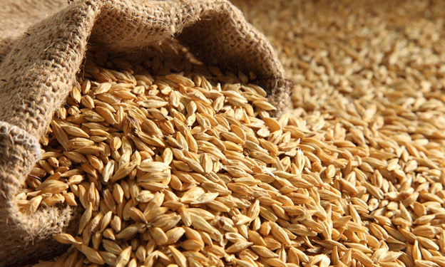 Kursk Region’s Grain Exports Surge in First Half of 2024