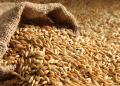 Kursk Region’s Grain Exports Surge in First Half of 2024
