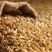 Kursk Region’s Grain Exports Surge in First Half of 2024
