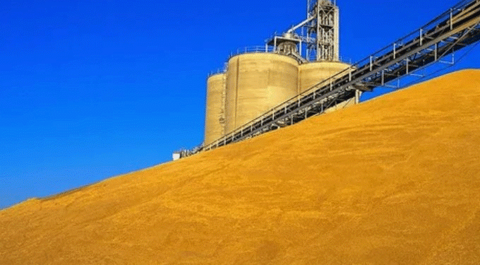 TMO Secures Over 2 Million Tons of Wheat and Barley Amid Intensive Procurement Campaign