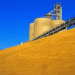 TMO Secures Over 2 Million Tons of Wheat and Barley Amid Intensive Procurement Campaign