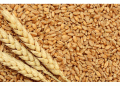 Decrease in Wheat Yield in Konya: A Detailed Analysis