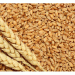Decrease in Wheat Yield in Konya: A Detailed Analysis