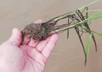 Expert Tips on Saving Northern Vietnam’s Rice Crops After Prolonged Flooding