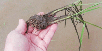 Expert Tips on Saving Northern Vietnam’s Rice Crops After Prolonged Flooding