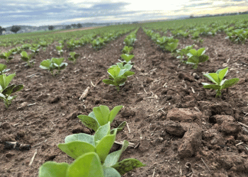 Rain Brings Hope, Prices Shift in South Australia and Victoria