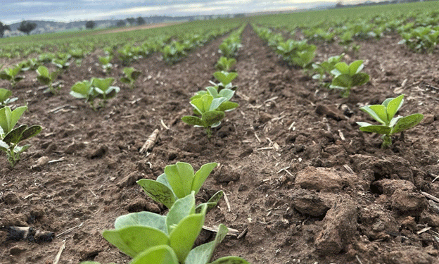Rain Brings Hope, Prices Shift in South Australia and Victoria