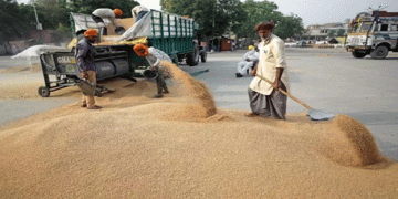 Pakistan’s New Wheat Import Ban and Flour Export Restriction: Implications for the Agricultural Sector