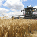 Russia Sets Wheat Export Record: A Game Changer for Global Markets