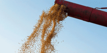 Krasnodar Region Doubles Barley Exports in 2024: A Milestone in Russian Agriculture