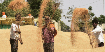 Kharif Crop Trends 2024: Shifts in Area Sown and Emerging Opportunities