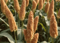 Rebuilding After the Flood: Why Coarse Grains Are the Best Choice for Affected Farmers