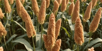 Rebuilding After the Flood: Why Coarse Grains Are the Best Choice for Affected Farmers