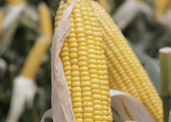 Government Authorizes Two New Genetically Modified Corn Crops