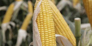 Government Authorizes Two New Genetically Modified Corn Crops