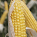 Government Authorizes Two New Genetically Modified Corn Crops