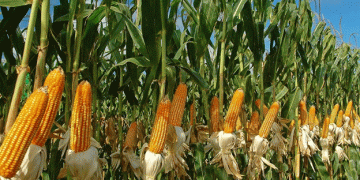 Maximizing Corn Silage Quality: Disease Management and Fungicide Applications