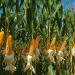 Maximizing Corn Silage Quality: Disease Management and Fungicide Applications