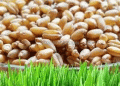 Insights into Vietnam’s Wheat Import Market in the First Half of 2024