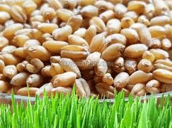 Insights into Vietnam’s Wheat Import Market in the First Half of 2024