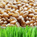 Insights into Vietnam’s Wheat Import Market in the First Half of 2024