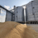 Australian Wheat Exports Dip in May: An In-Depth Analysis