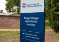 Revolutionizing Crop Resistance: NSW’s Groundbreaking Breeding Method
