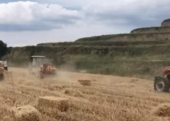 Maximizing the Value of Wheat Straw: How Zhanglang County’s Innovative Practices Are Boosting Beef Production and Sustainability