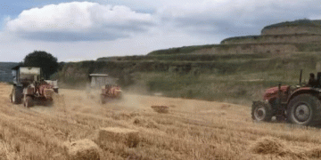 Maximizing the Value of Wheat Straw: How Zhanglang County’s Innovative Practices Are Boosting Beef Production and Sustainability